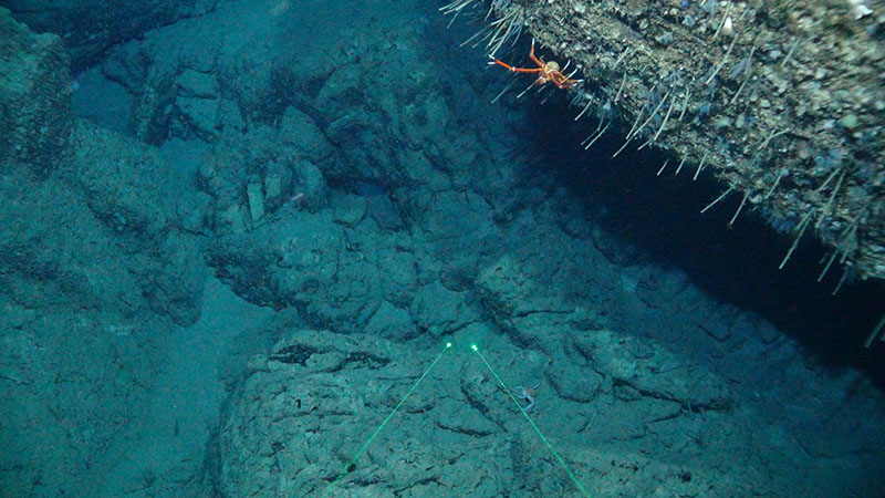 A squat lobster hangs off the Long Mound carbonate ledge with a garden of tubeworms and a cup coral at 415 meters depth on the West Florida Shelf.