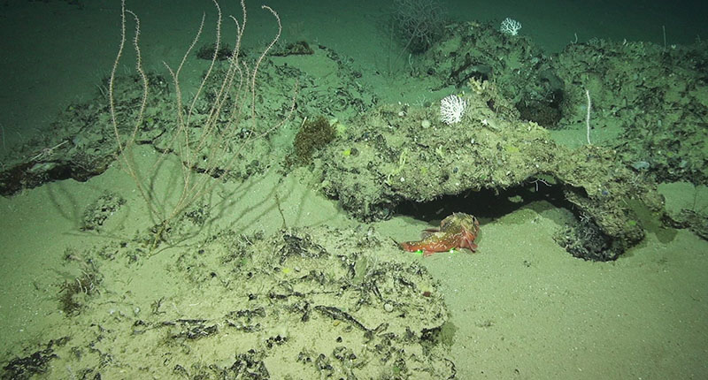 Colonies of bamboo coral (left), lace corals (center right), sea whip (right), and Leiopathes glaberrima black coral (back) at the proposed Habitat Area of Particular Concern site known as North Reed. Also shown is a blackbelly rosefish, with green lasers dots 10 centimeters apart.