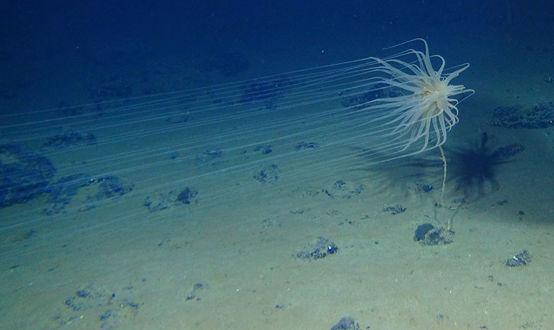 Relicanthus sp. - a new species from a new order of Cnidaria collected at 4,100 meters in the Clarion-Clipperton Fracture Zone (CCZ) that lives on sponge stalks attached to nodules.