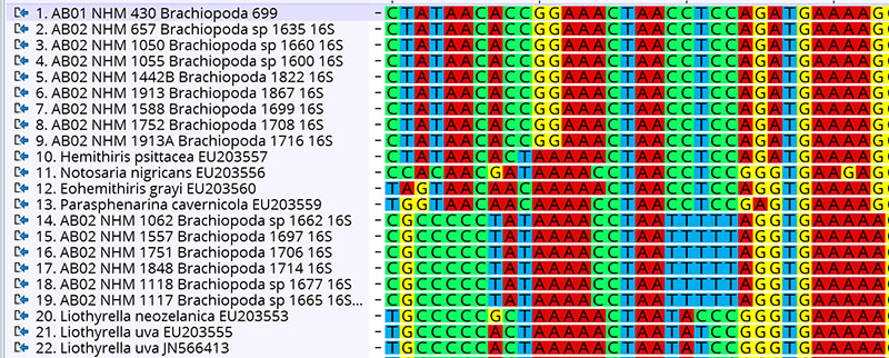 AWhen comparing DNA sequences between species we can see which ones belong to the same species and which ones are different.