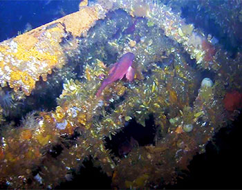 Wreckage of USS Abner Read stern.