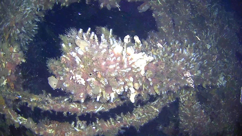 Wreckage of the USS Abner Read captured by the project’s ROV.