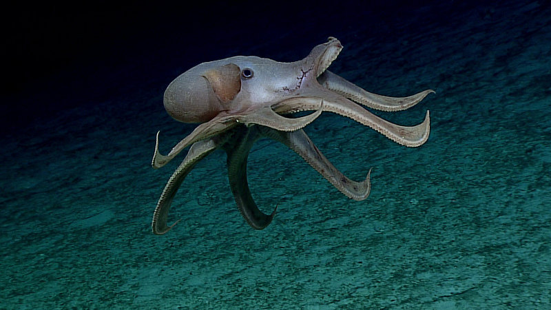 Dumbo Octopus