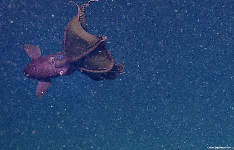 Vampire Squid