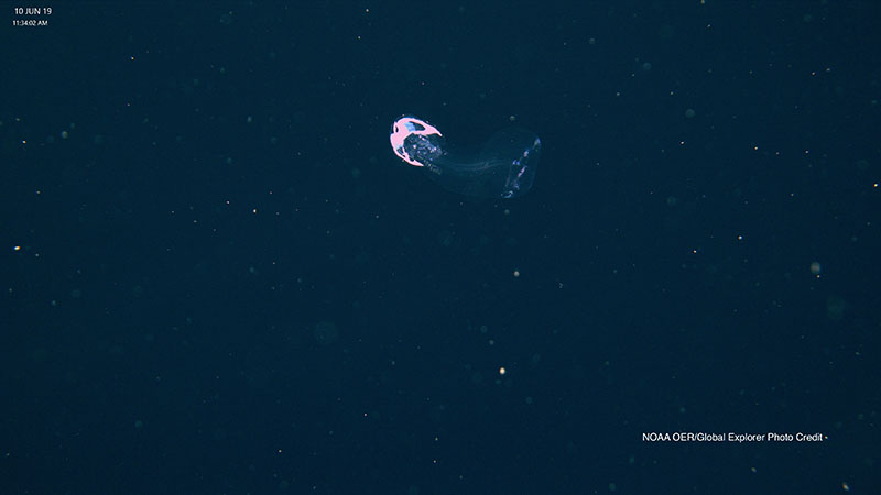 Free-swimming larvacean (we saw many Larvacean houses, which in the words of Dr. Tracey Sutton, are the “mucus polysaccharide structures that are spun similarly to that of a spider by the larvacean intricately to provide them with food.”)