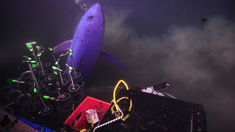 Push core sampling at Kitty Hawk Seep was interrupted at one point by a yellowfin tuna!