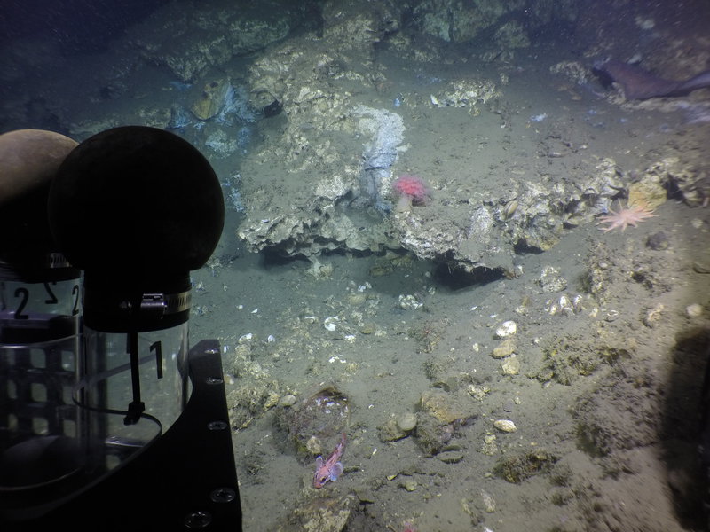 Figure 4: Outcropping of carbonate providing suitable habitat for “mushroom” coral and evidence of active fluid venting supporting chemosynthetic clams and bacterial mats (white-grey zones).