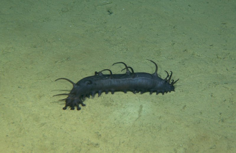 This large purple sea cucumber is using its front tentacles to gather up food from the sediment at 2500 m depth.