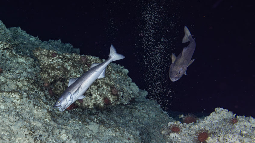 A bubble plume from a methane seep with sablefish and mushroom coral and sponges on a carbonate structure at Chatham seep offshore Chatham Strait in southeastern Alaska.