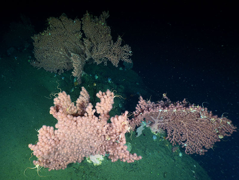 The main focus of the dive was looking for sponges and corals such as this Paragorgia.