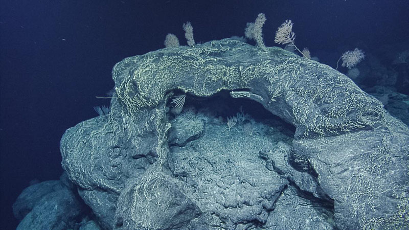 The dramatic seamount landscapes seen during Ocean Exploration Trust’s 2021 Luʻuaeaahikiikapapakū - Ancient Volcanoes in Papahānaumokuākea Marine National Monument expedition show evidence of past volcanic activity everywhere scientists looked. This cave might have been full of gasses when the lava cooled and now, millions of years later, it is a perfect grotto for these coral colonies. Image courtesy of the Ocean Exploration Trust, NOAA.