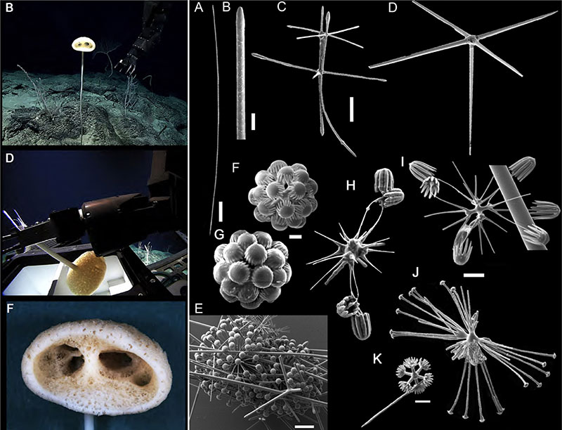 Advhena magnifica, the magnificent alien sponge, from the Pacific Ocean; whole animal being collected by NOAA Ocean Exploration; in situ spicule (small skeletal elements necessary for taxonomy) images taken by Cristiana Castello-Branco. Described in Castello-Branco C, Collins AG & E Hajdu 2020. A collection of hexactinellids (Porifera) from the deep South Atlantic and North Pacific: new genus, new species and new records. PeerJ 8:e9431 https://doi.org/10.7717/peerj.9431.