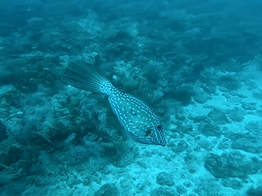 Filefish