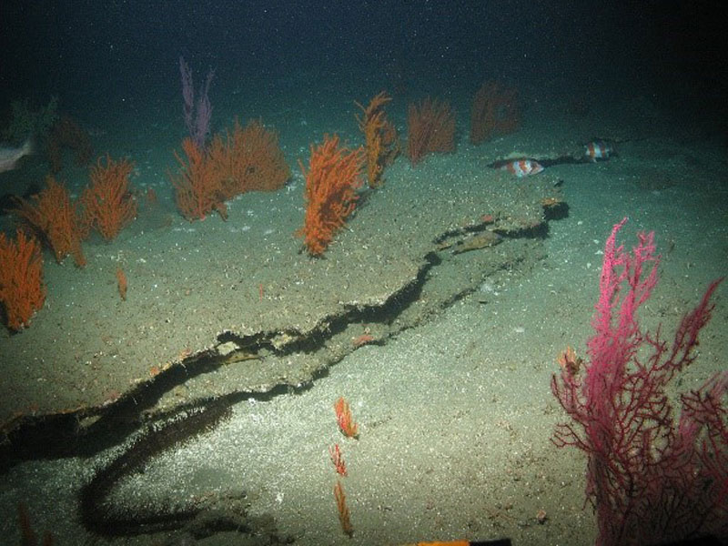 Example of an outcrop (carbonate structures) with coral identified during a Student Explorations Around Southern California: Acoustics, Paleolandscapes, and Environments at Sea (SEASCAPES) project dive.