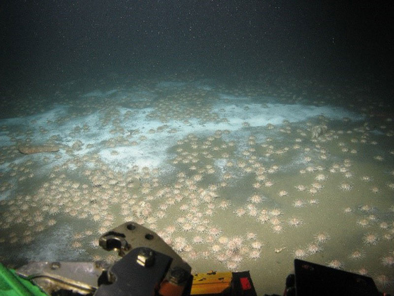 Example of dark staining of the seafloor with bacteria mats and sea urchins observed during a dive Student Explorations Around Southern California: Acoustics, Paleolandscapes, and Environments at Sea (SEASCAPES) project.