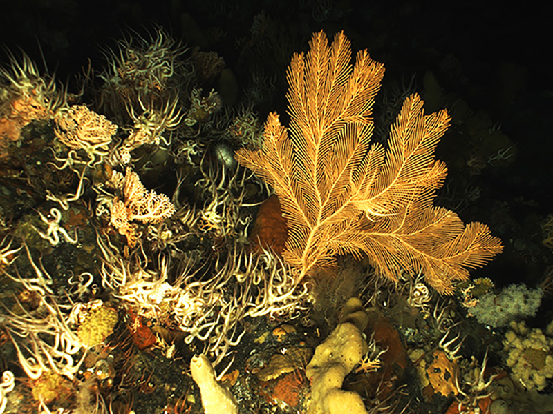 In the offshore environment of the Aleutian Islands, where there can often be a paucity of hard bottom substrate for settling larvae, shipwrecks often become areas of high biological diversity. The artificial substrate these shipwrecks provide can be home to many species of fish and mobile fauna, but also to deep-sea or cold-water corals.