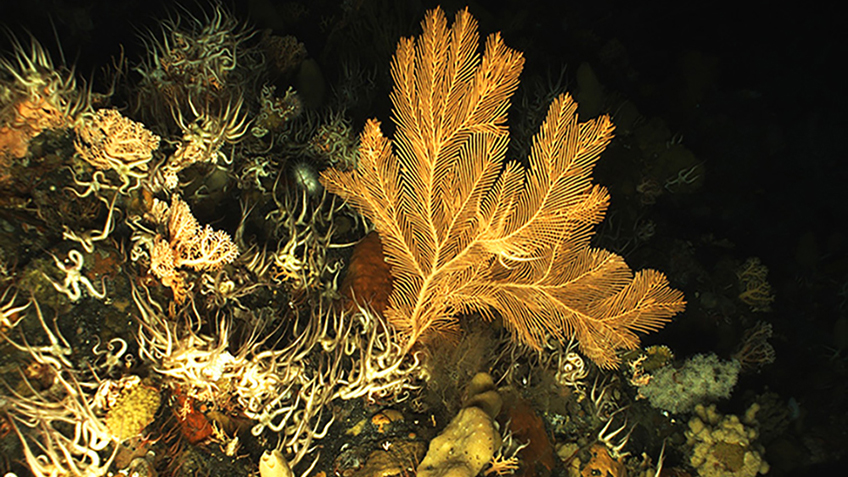 Coral, sponge, brittle stars, and other invertebrates in an Aleutian Islands coral garden.