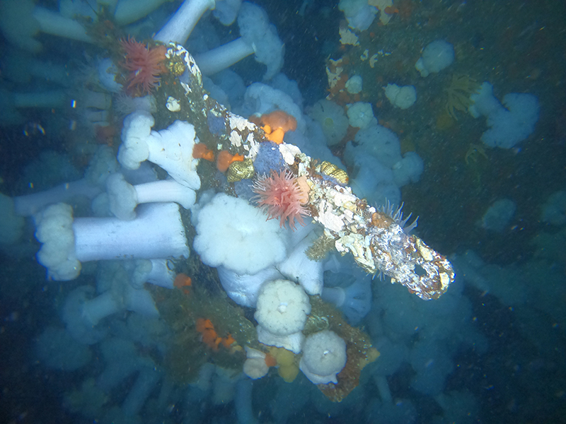 An assemblage of life observed growing on the wreckage of the Kotohira Maru.