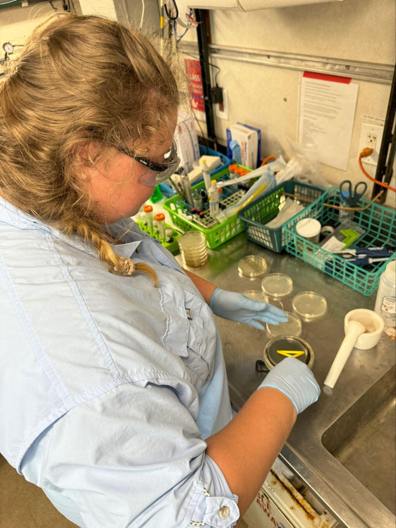 Kirstie Francis processes sponge subsamples in the ship’s wet lab, placing them in prepared petri dishes with a media that encourages the growth of diverse microbes.