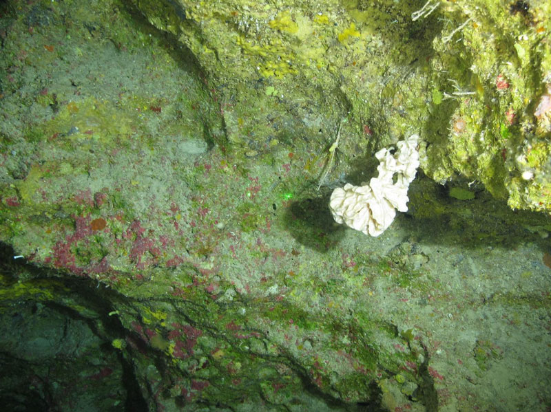 An unidentified sponge hanging from the underside of a rocky outcrop on a vertical wall during the last remotely operated vehicle dive of the expedition.