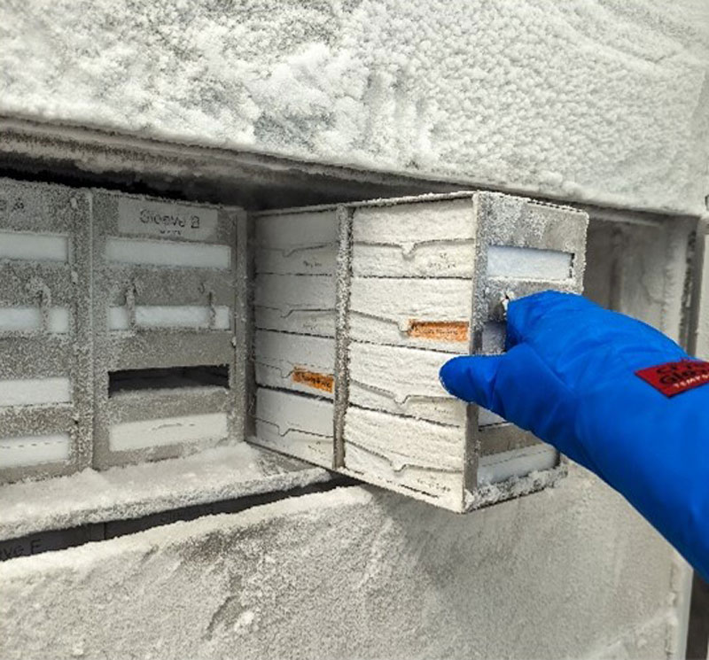 Cryopreserved living sponge materials are stored in cryogenic vials at -80°C (-112°F) in Harbor Branch Oceanographic Institute’s sponge biobank.