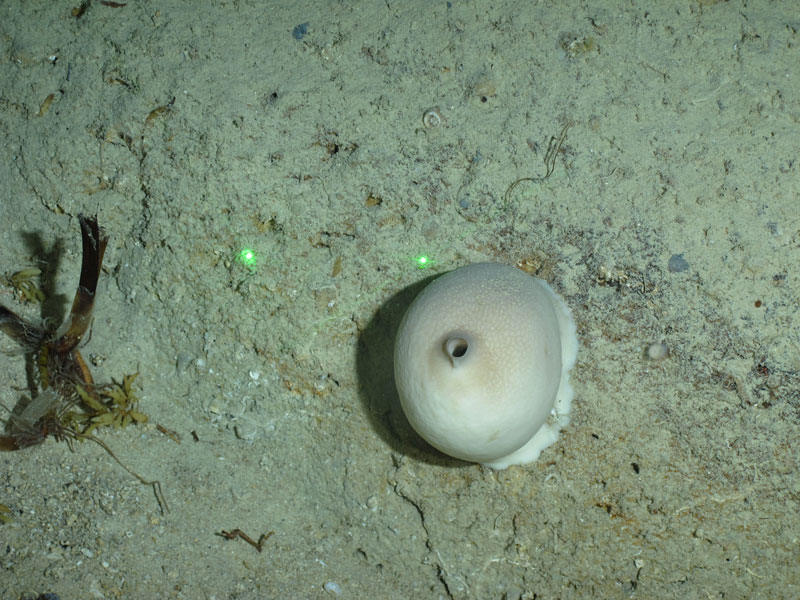 This unusual looking white sponge (Caminus carmabi), was collected at a depth of 380 meters (1,247 feet) off southwestern Puerto Rico and subsampled for storage in the sponge biobank at Harbor Branch Oceanographic Institute. It was chosen for preservation as it is rather different from other sponges.