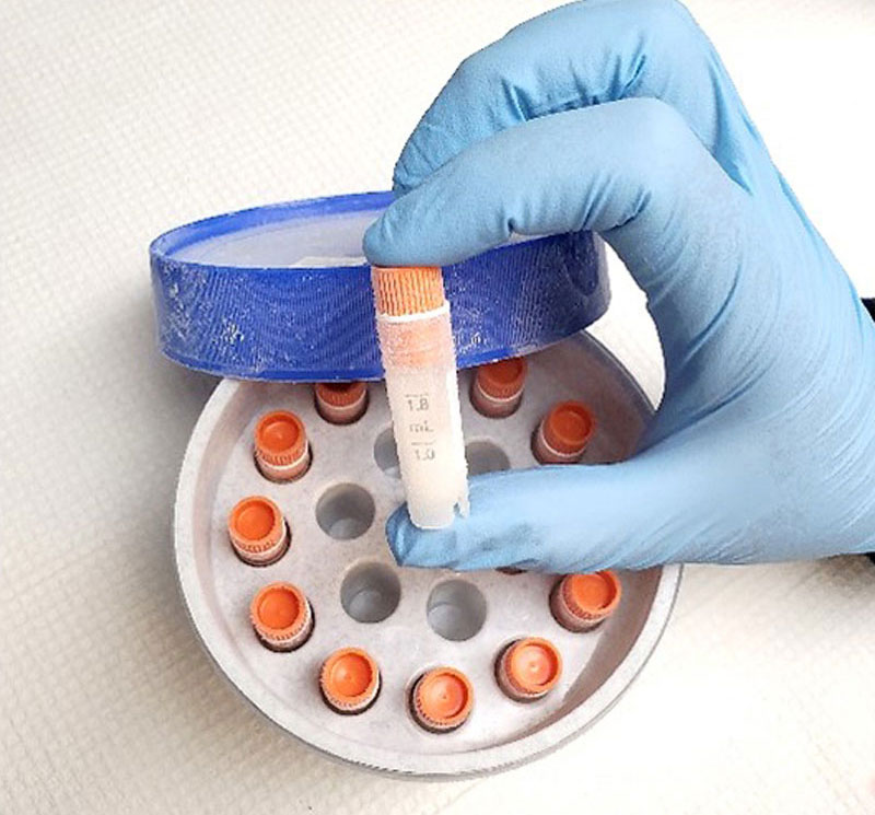 Sponge cells, fragments, and buds are stored in cryogenic vials, which are put into freezer containers containing isopropyl alcohol that slowly freeze at a rate of 1°C (34°F) per minute until they reach -80°C (-112°F).