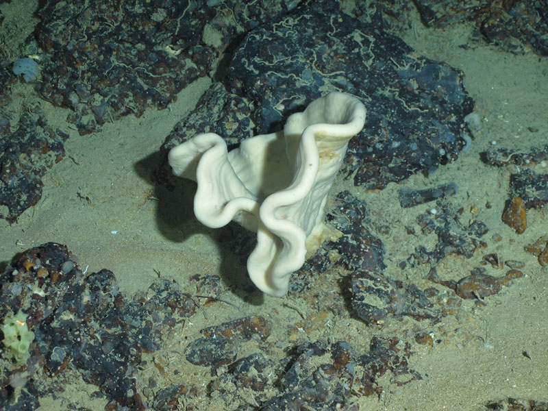 This folded cup sponge (Neophrissospongia nolitangere) sponge was collected off southern Puerto Rico at a depth of 442 meters (1,450 feet) and subsampled for storage in the sponge biobank at Harbor Branch Oceanographic Institute. This kind of plate sponge tends to have interesting chemistry.