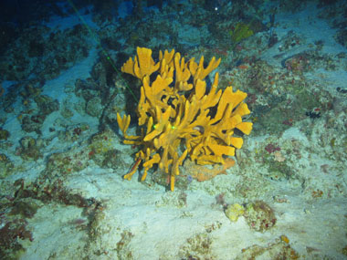 A mustard yellow sponge seen off western Puerto Rico at a depth of 76 meters (249 feet) during Exploration of Deepwater Habitats off Puerto Rico and the U.S. Virgin Islands for Biotechnology Potential.