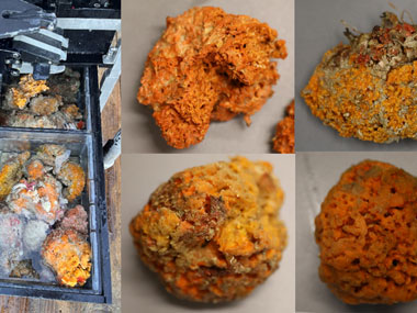 A selection of orange sponges collected during the search for Raspaillidae — a target sponge that contains an antiparasitic compound — during Exploration of Deepwater Habitats off Puerto Rico and the U.S. Virgin Islands for Biotechnology Potential.