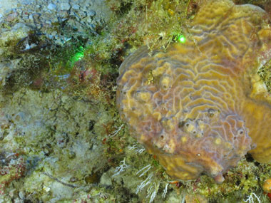 A stony coral (Agaricia sp.) seen off western Puerto Rico at a depth of 77 meters (253 feet) during Exploration of Deepwater Habitats off Puerto Rico and the U.S. Virgin Islands for Biotechnology Potential.