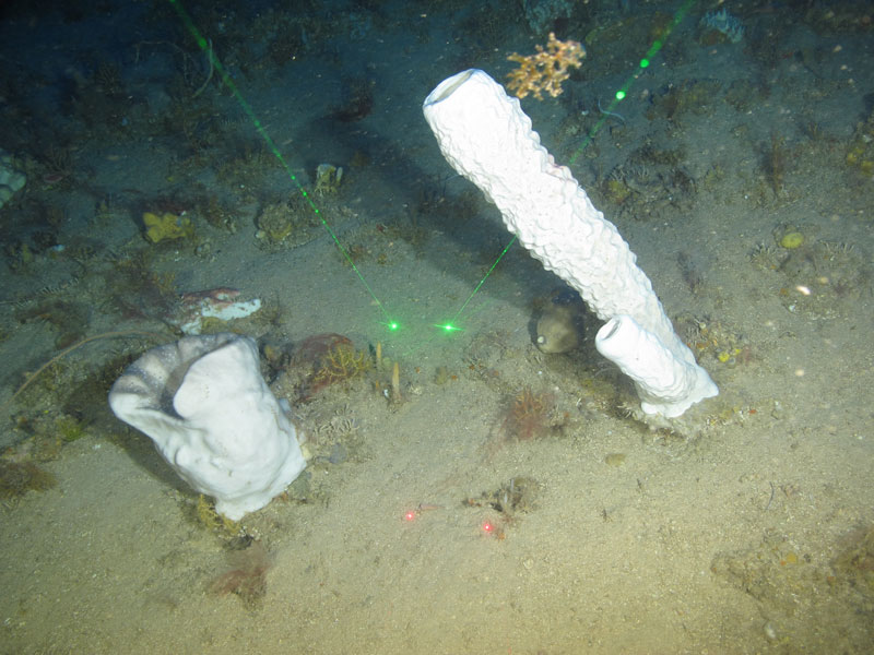 Two white sponges seen off northwestern Puerto Rico at a depth of 109 meters (358 feet) during Exploration of Deepwater Habitats off Puerto Rico and the U.S. Virgin Islands for Biotechnology Potential. The white sponge on the right was collected and is an Aplysina sp. The research team recently found that another species of Aplysina has active compounds that are useful against triple negative breast cancer cells when grown as small tumors. They’re hoping this one has active compounds too!