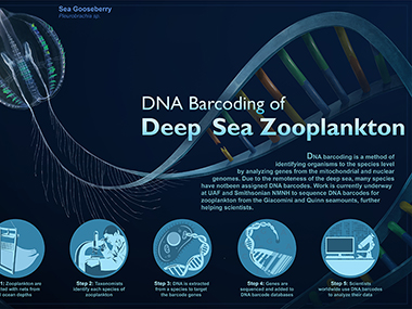 DNA barcoding is a way to identify a species by its genetic sequence. DNA from   an organism is matched to a DNA barcode, which is a short fragment of DNA from a specific gene. A DNA barcode is like a fingerprint for a type of organism. DNA barcodes are used in a variety of ways, including to differentiate one species from another, identify larval or juvenile stages, and describe new species.