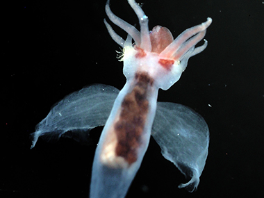 Gymnosome pteropod (pelagic snail) with feeding tentacles deployed during the Exploring Pelagic Biodiversity of the Gulf of Alaska and the Impact of Its Seamounts expedition.