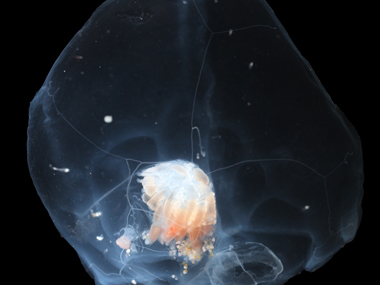 Close-up of a translucent siphonophore with orange segments inside.