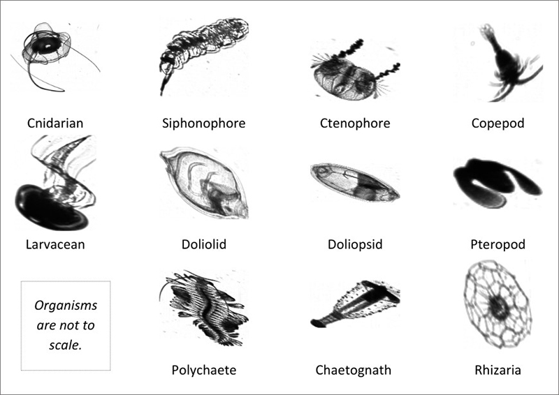 ISIIS-DPI Images