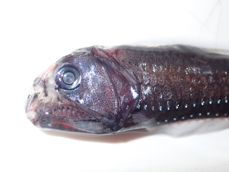 Viperfish