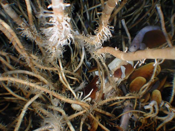 tubeworms and soft corals