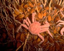 chemosynthetic mussel bed with crab