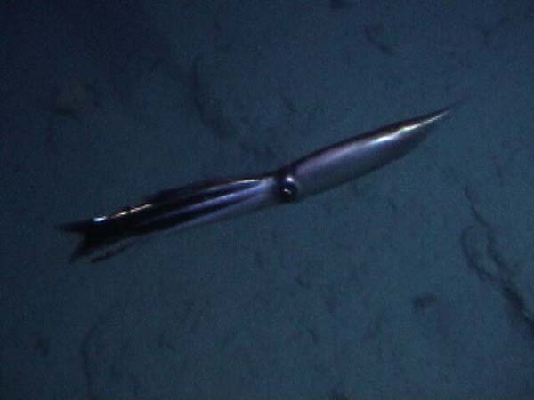 Deep Sea Squid