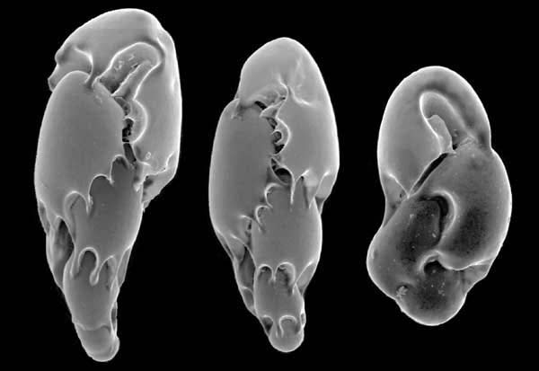 foraminifera