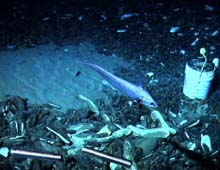 A deep-sea fish at the edge of a mussel bed