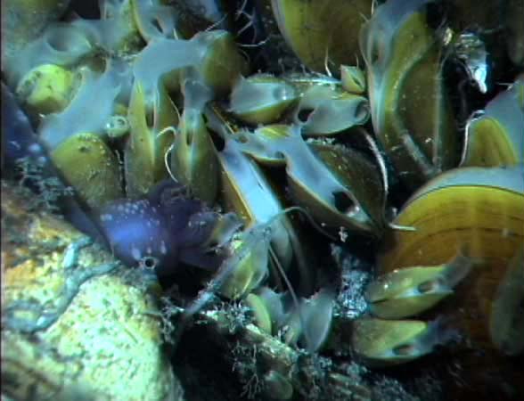 a dense mussel bed found on the Blake ridge