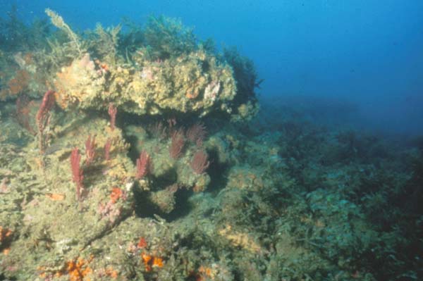 “Live bottom” temperate reef off North Carolina.