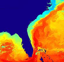 Sea surface temperature map