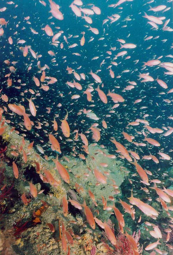 Fish swimming around Monitor