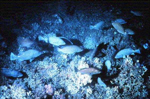 Groupers at Oculina Bank