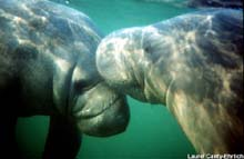 Manatees