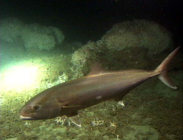 Greater Amberjack