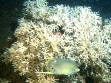 angel fish on coral head